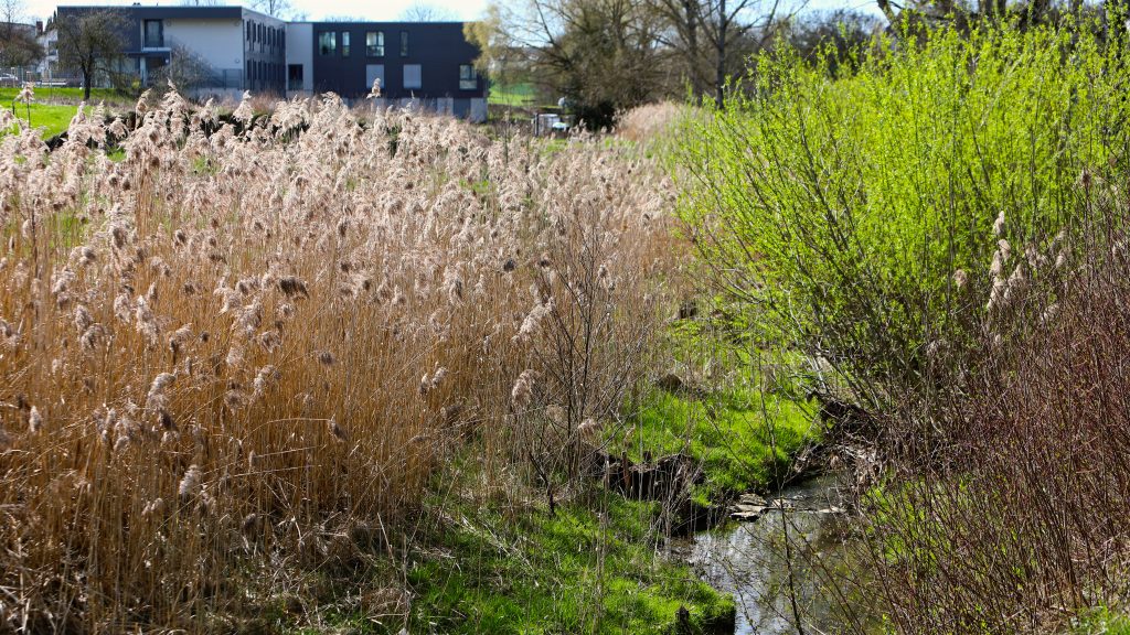 Renaturierung der Würm mit Schilfgras